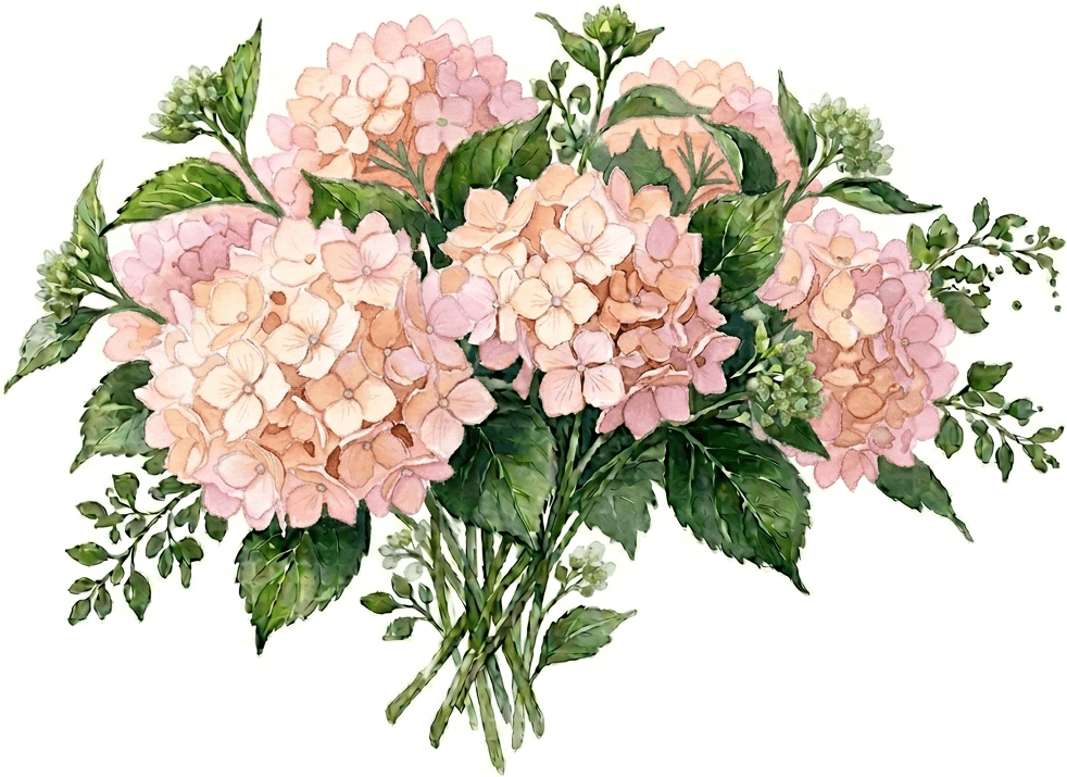 Hydrangeas